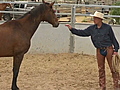  amp 039 Real amp 039 horse whisperer revealed | BahVideo.com