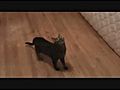 Cats Vs Heli | BahVideo.com