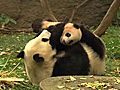 Panda Cub Explores Outdoors | BahVideo.com