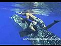Curious Whale Shark mov | BahVideo.com