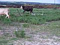 Pepper playing with cows | BahVideo.com