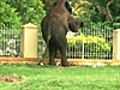 Man crushed to death in elephant rampage | BahVideo.com