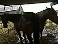 Horses Using Shelter During Rain amp Reasons  | BahVideo.com