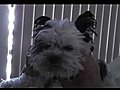 A Dog Massage with Ch ti | BahVideo.com