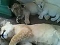 How to make a lion cub go to sleep  | BahVideo.com