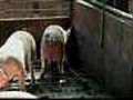 Taiwan urges farmers to toilet-train pigs | BahVideo.com