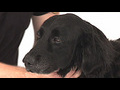 How to clean your dog amp 039 s ears | BahVideo.com