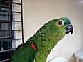 Parrot Singing Opera | BahVideo.com