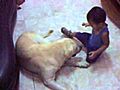 Labrador Attacks Kid | BahVideo.com
