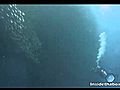 Diving With A Billion Sardines | BahVideo.com