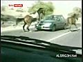 Horse Tramples on Car | BahVideo.com
