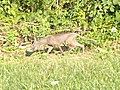Coyote Spotted Near Harrisburg Greenbelt | BahVideo.com