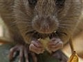 NOVA - Rat Attack | BahVideo.com