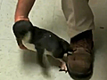 Adorable Penguin Tickling | BahVideo.com