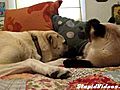 Crazy Cat Punches Dog | BahVideo.com
