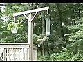 Squirrel Goes For A Spin | BahVideo.com