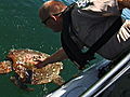 Operation Wild Sick Turtle | BahVideo.com