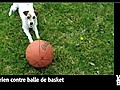 Vid o Buzz Un chien surdou va chercher une  | BahVideo.com