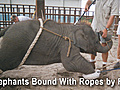 Ringling Beats Animals A PETA Undercover  | BahVideo.com
