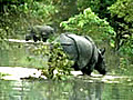 Assam Wildlife park inundated | BahVideo.com