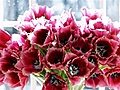 Howdini - How To Make Cut Flowers Last Longer | BahVideo.com