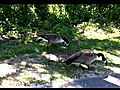 Ridiculous Woman Attacked By Geese | BahVideo.com