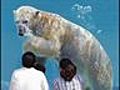 Polar Bear Love Connection | BahVideo.com