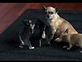 Chihuahua Puppies jumping around | BahVideo.com