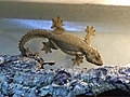 Un gecko sachant voler | BahVideo.com