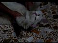 Crazy cat likes to get massaged  | BahVideo.com