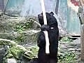 Kung Fu Bear- Unedited Footage NOT FAKE  | BahVideo.com