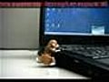 USB Humping Dog | BahVideo.com
