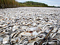 Latest Fish kill CTV News Channel Richard  | BahVideo.com