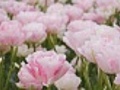 Pink tulip Angelique  | BahVideo.com