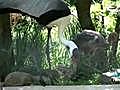 Rare Cranes Give Birth at National Zoo | BahVideo.com