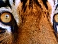 Ranthambhore le paradis des Tigres | BahVideo.com