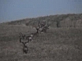 Awesome Mule Deer | BahVideo.com