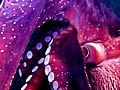 Animals Octopus Steals Video Camera Explained | BahVideo.com