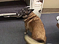 Dogs trained to sniff out prison cell phones | BahVideo.com