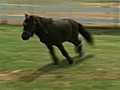 Un poney peut enfin courir gr ce une proth se  | BahVideo.com