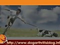 Dog Arthritis PT Series 3 - Strengthening of  | BahVideo.com