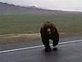 Video captures bear charging tourist | BahVideo.com