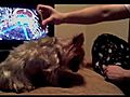 How to give your Dog a Massage | BahVideo.com