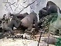 Gorillerin kavgasi  | BahVideo.com