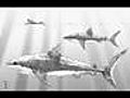 MEGALODON-prahistorický žralok | BahVideo.com
