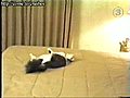 Cat Jumps Into Wall | BahVideo.com
