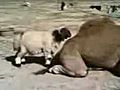 sheep making love to camel funny | BahVideo.com