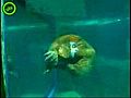Terbiyesiz deniz aslan ndan ok hareket  | BahVideo.com