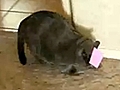 Post-It Cat | BahVideo.com