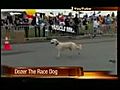 Dog Runs Half Marathon | BahVideo.com